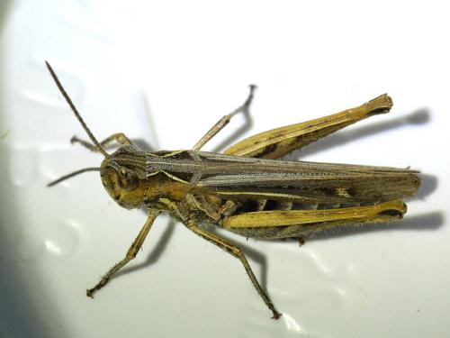 Chorthippus sp.